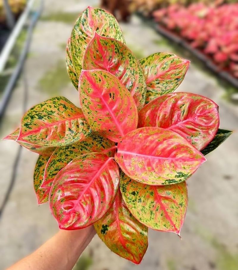 Chinese Evergreen (Aglaonema)