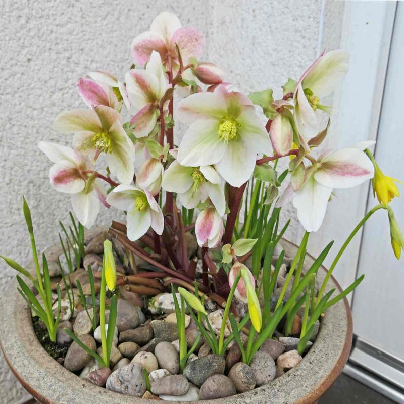 Hellebore (Lenten Rose)