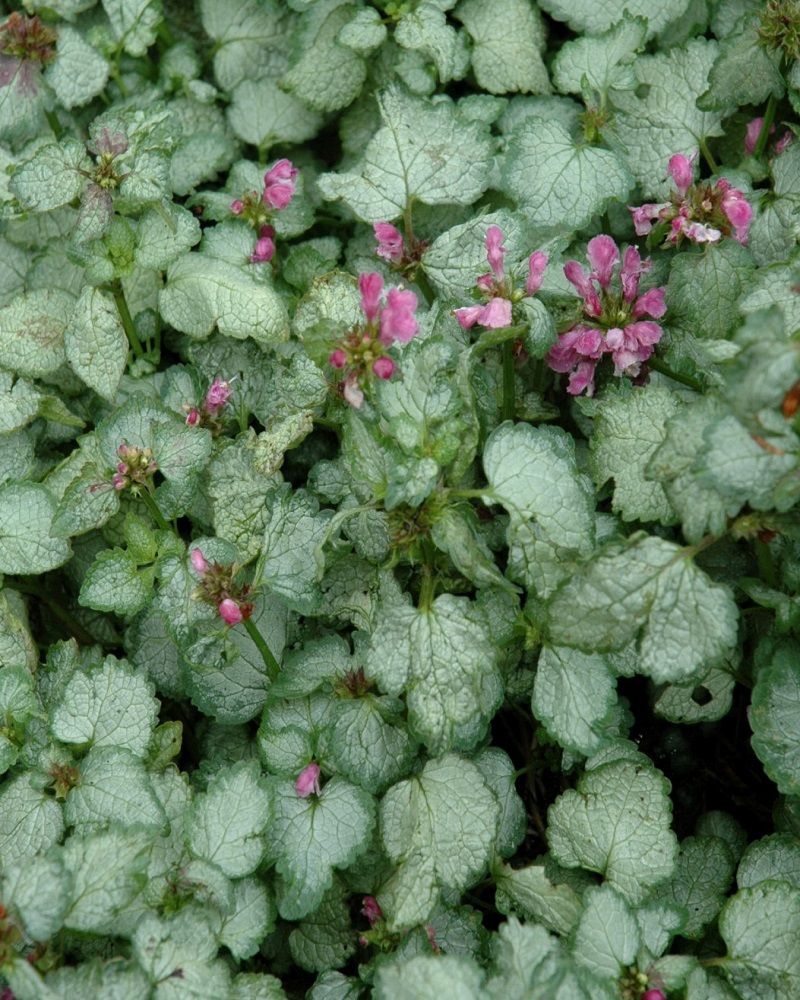 Lamium maculatum (Spotted Deadnettle)