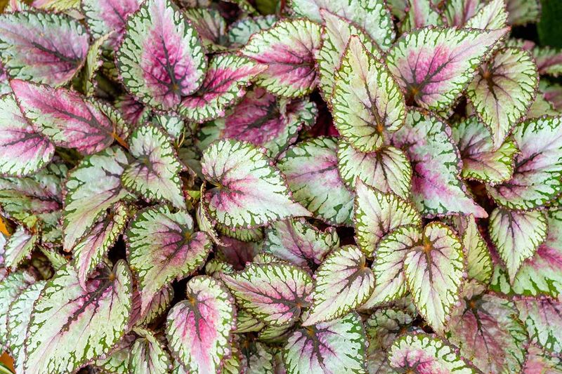 Rex Begonia