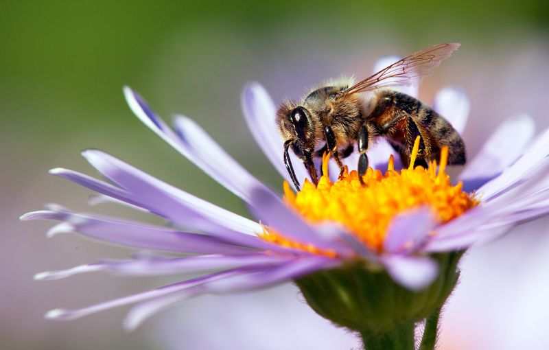 Flower Timing Matches Pollinator Schedules Perfectly