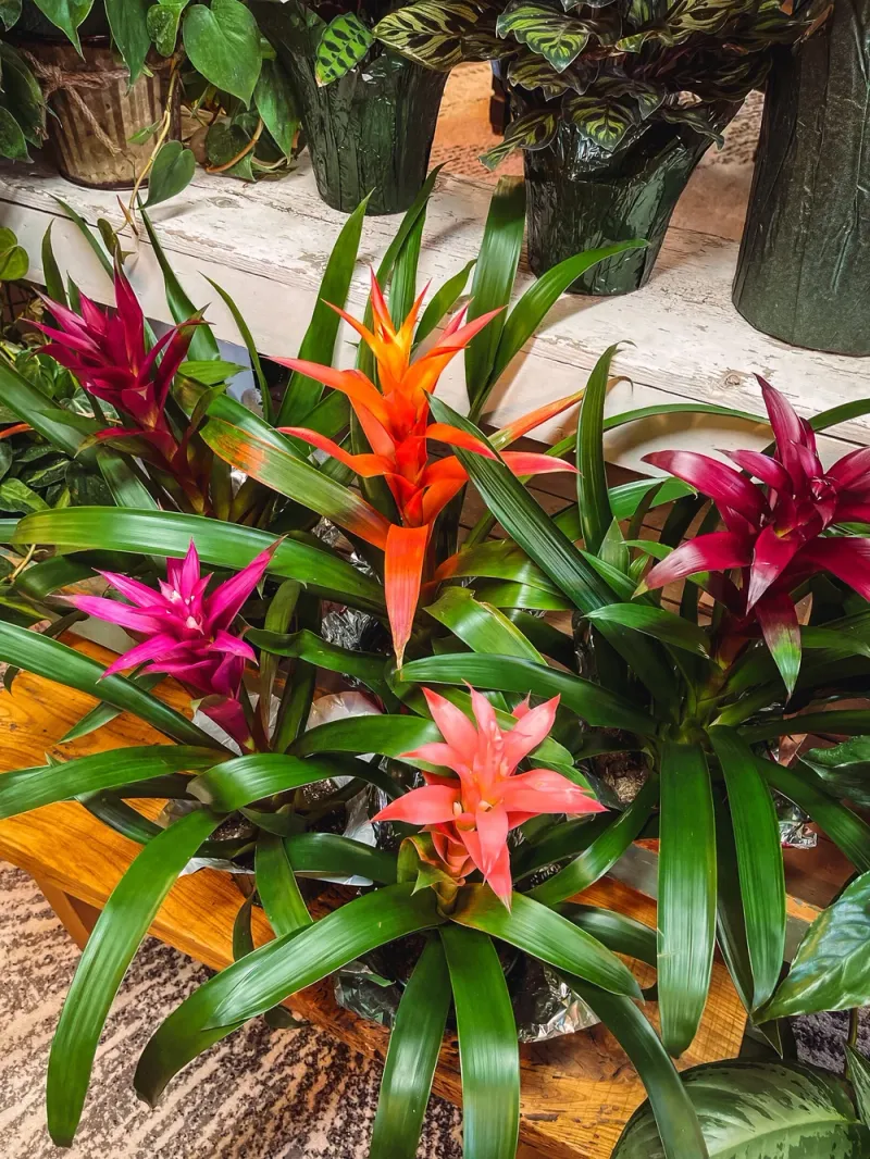 Bromeliad