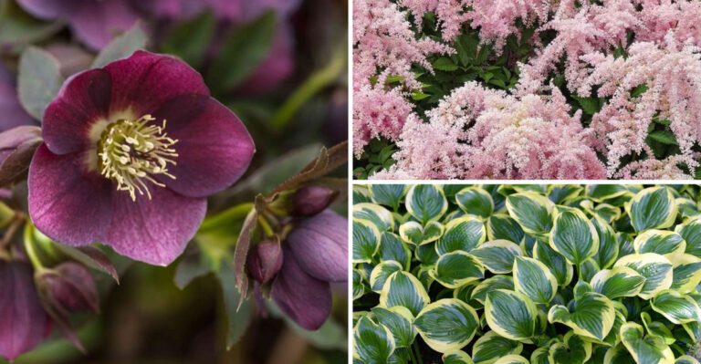 Hidden Benefits of 19 Drought Tolerant Shade Perennials Nobody Mentions