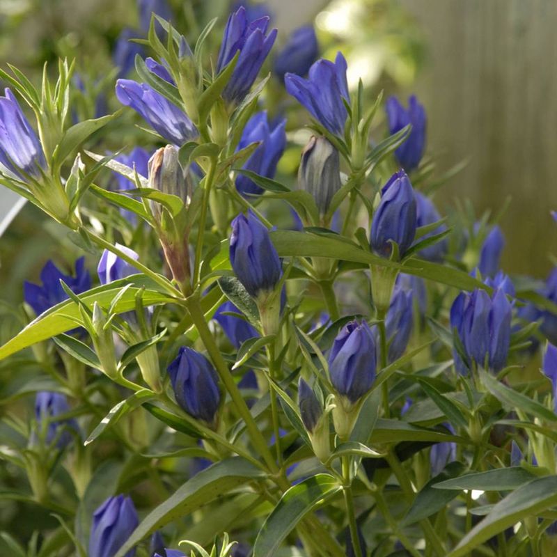 Gentian – Intense blue trumpets for late-summer gardens.