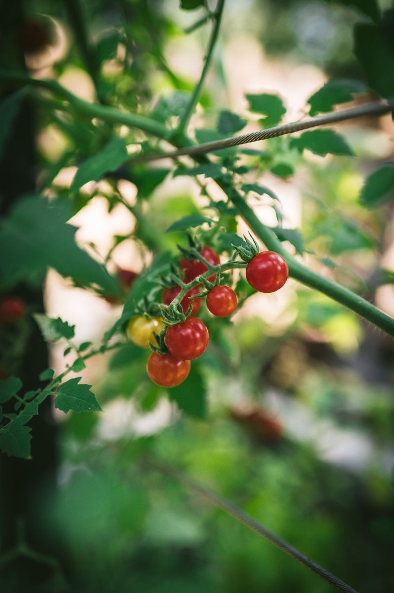 Pest Attraction Diversion