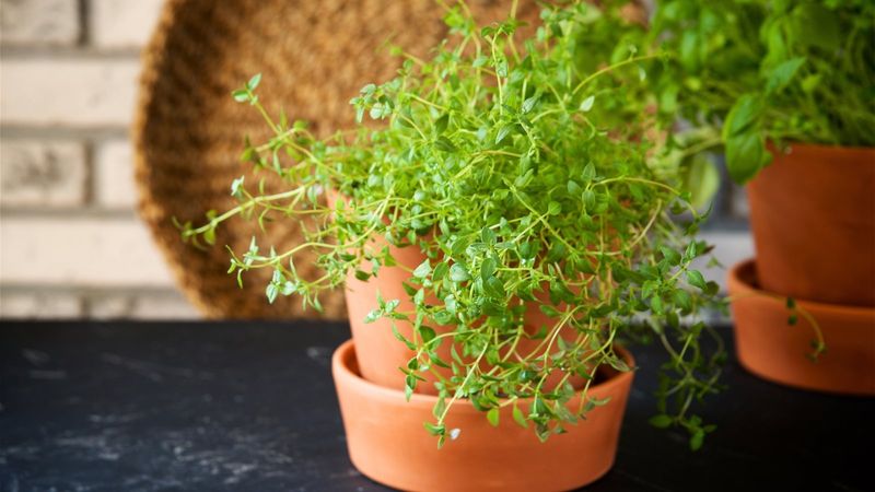 Cultivating Thyme at Home