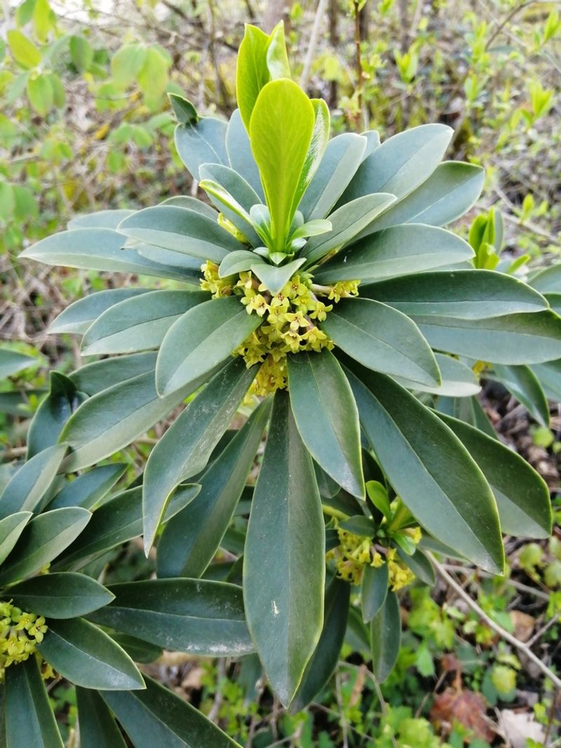 Spurge Laurel
