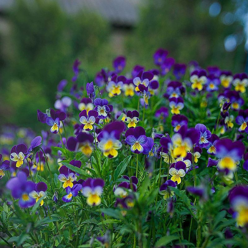 Johnny Jump-Up (Viola tricolor)