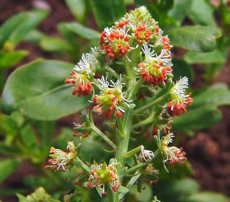 Mignonette (Reseda odorata)