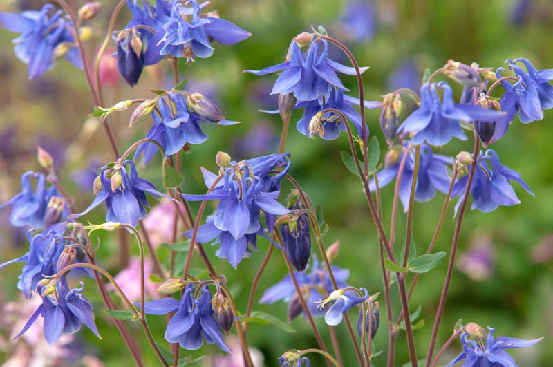 Columbine
