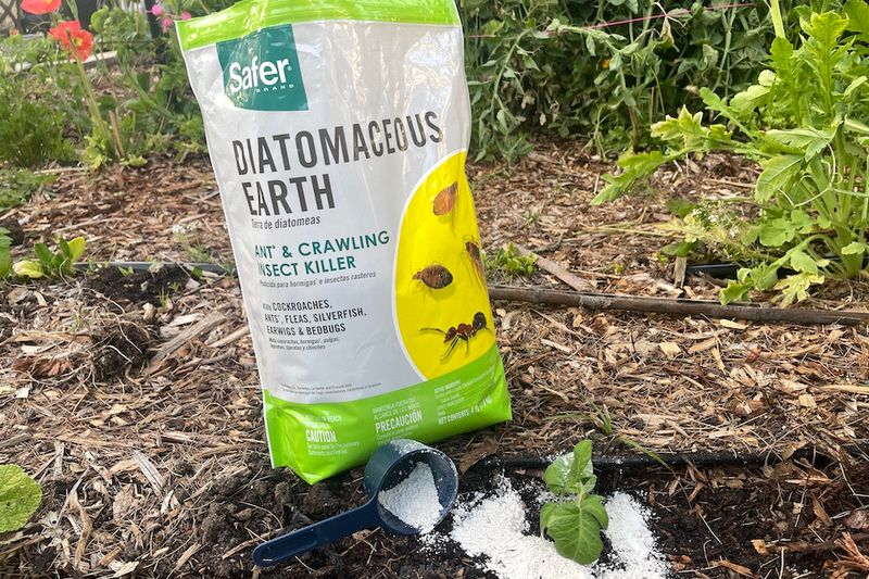 Sprinkle Diatomaceous Earth