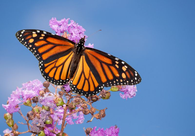 Monarch Butterflies