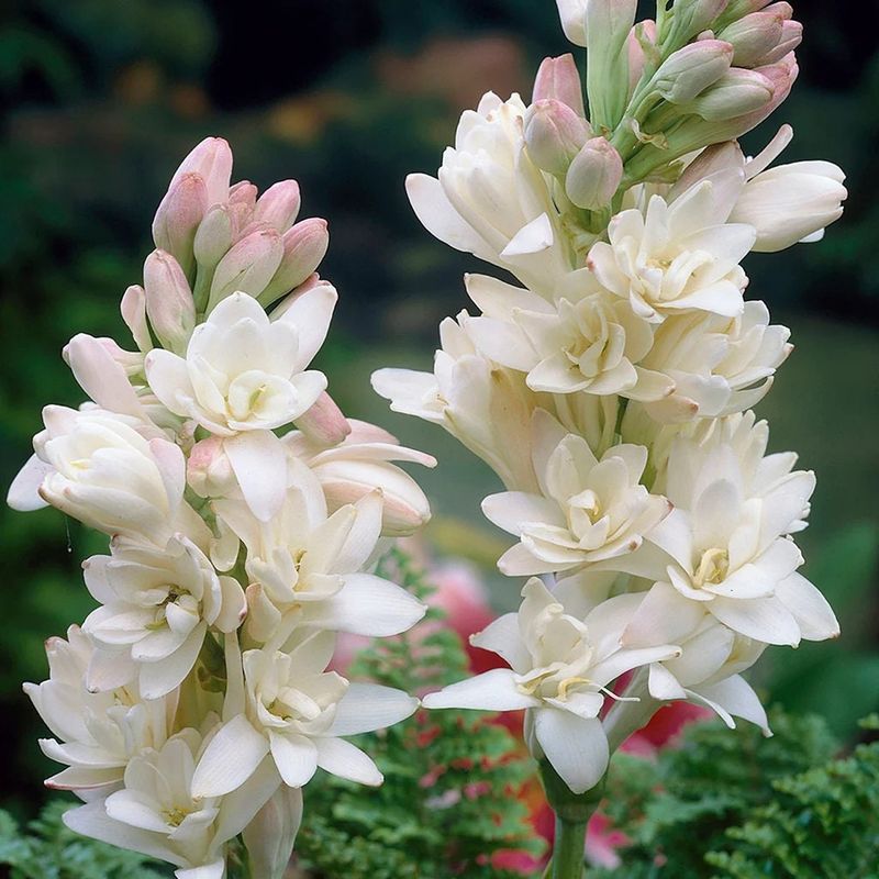 Tuberose