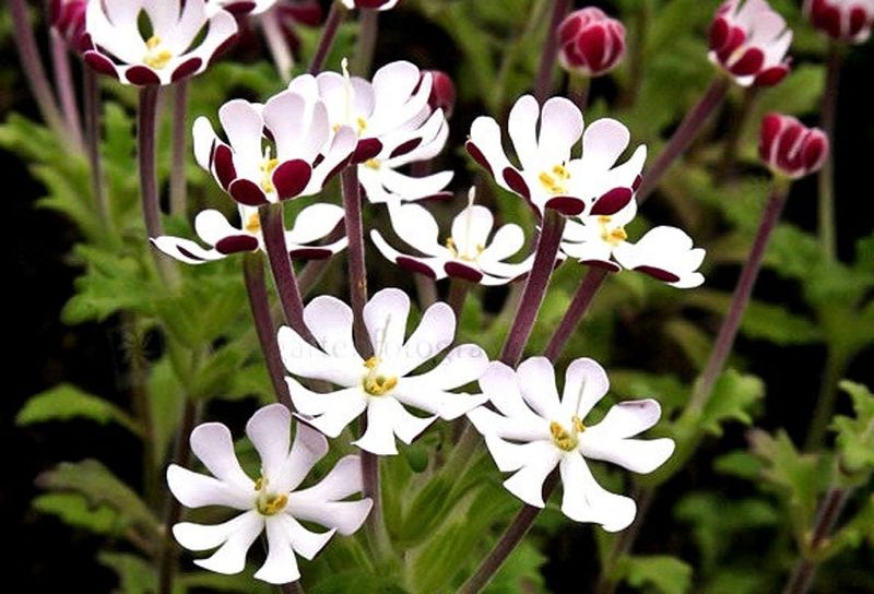 Night Phlox (Zaluzianskya capensis)