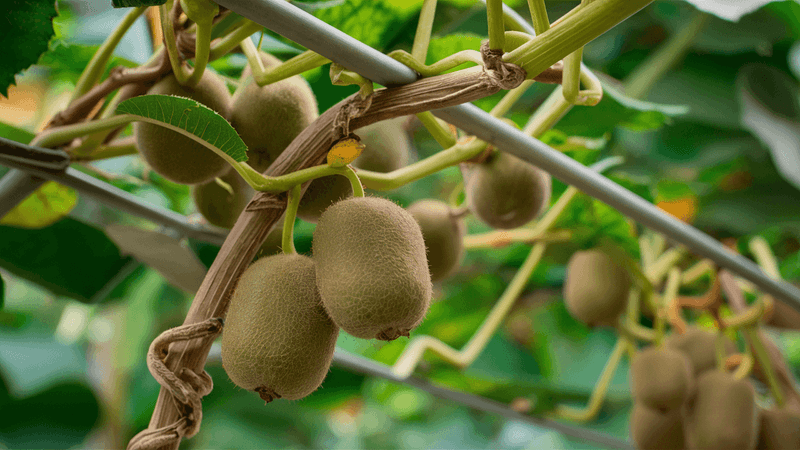Kiwi Fruit