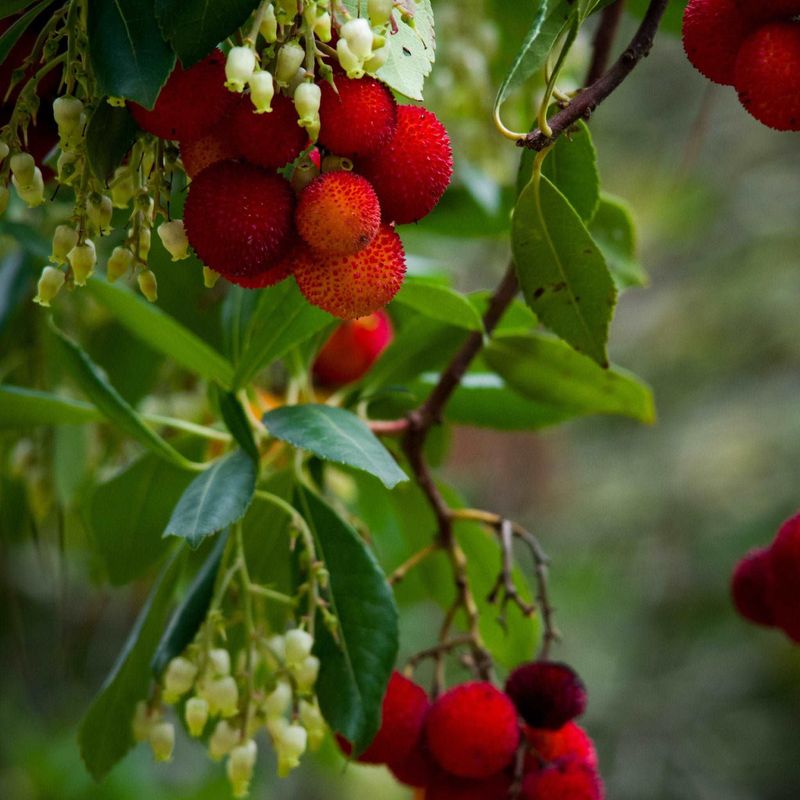 Strawberry Tree