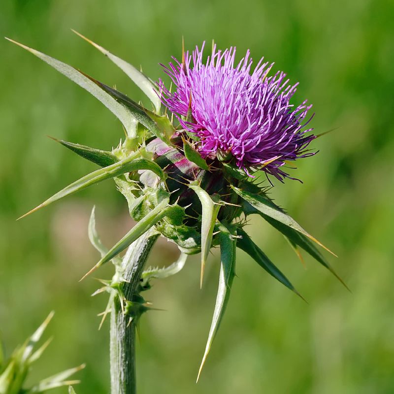 Thistle