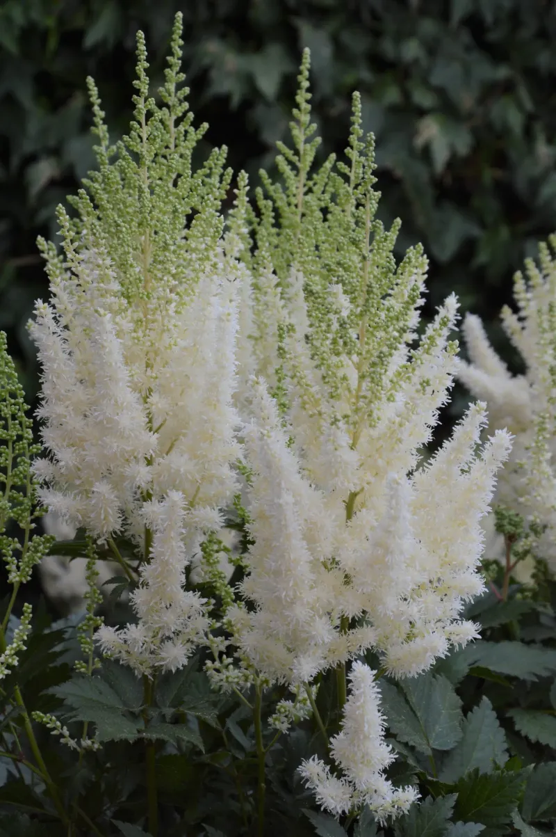 Astilbe