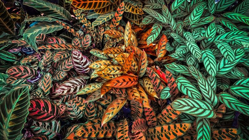 Calathea (Calathea spp.)