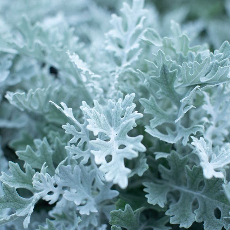 Dusty Miller