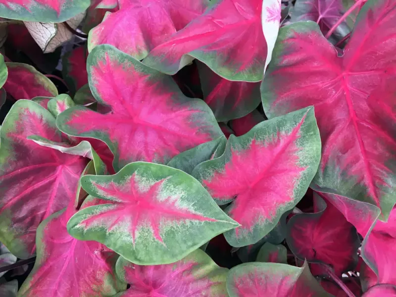 Caladium