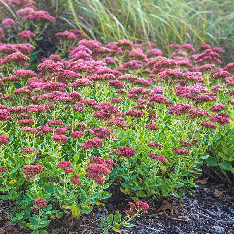Sedum (Stonecrop)