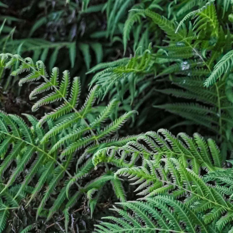 Ferns