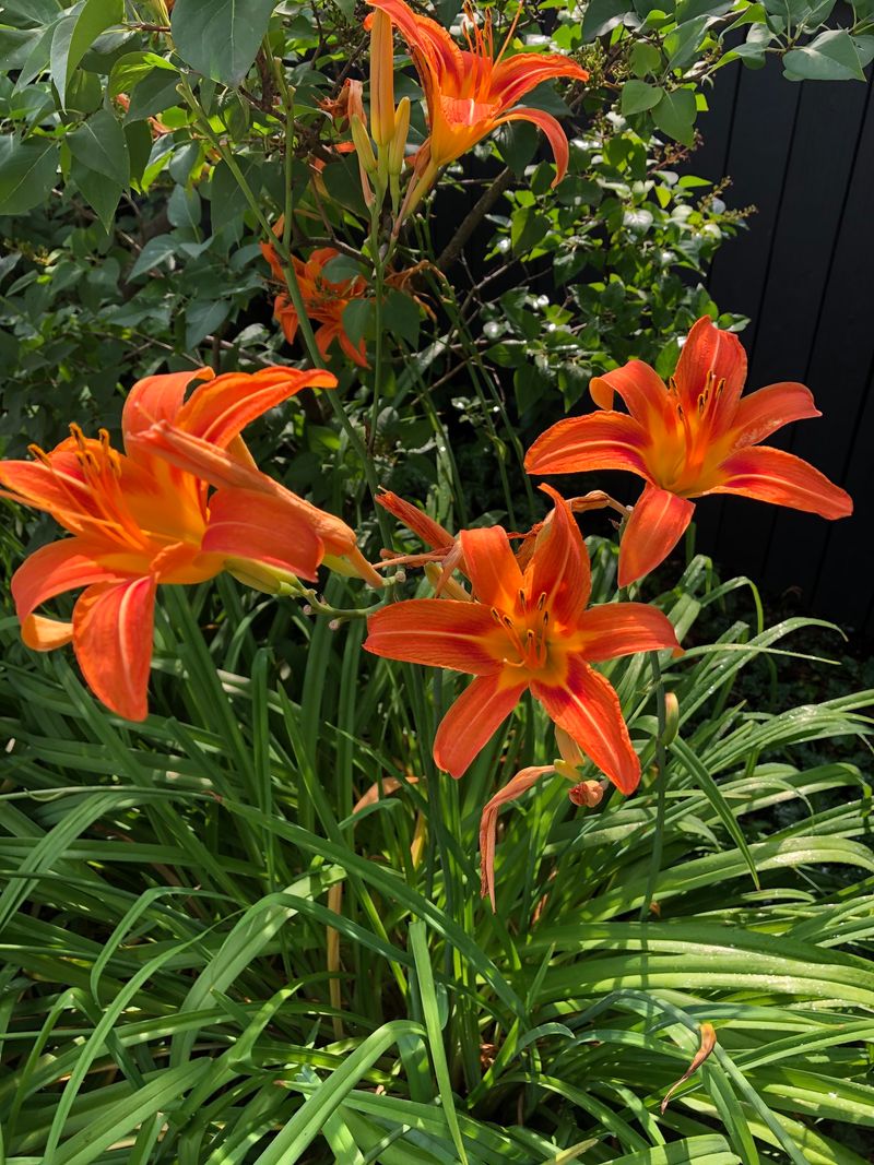 Daylilies