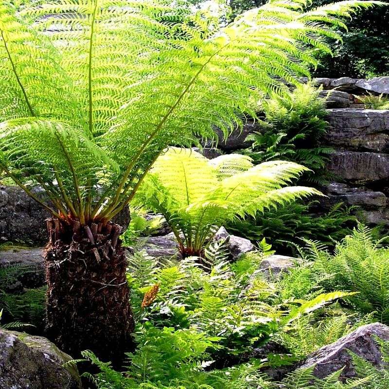 Ferns