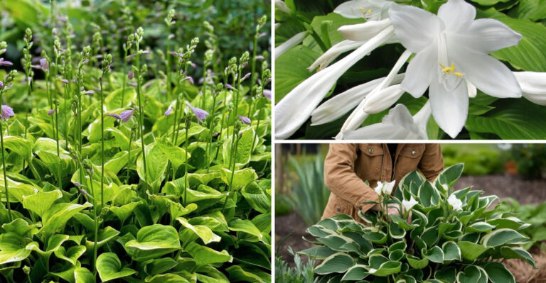 Hosta Flower Stalks: Cut or Keep? 7 Gardening Experts Reveal the Truth
