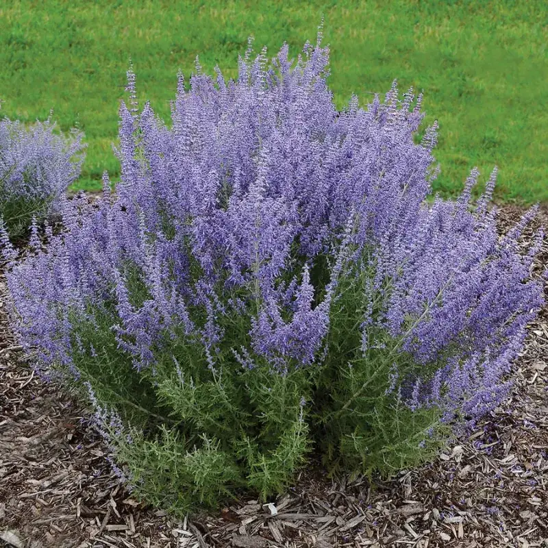 Russian Sage