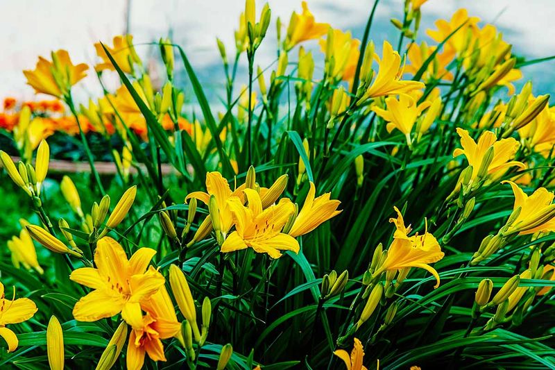 Daylilies (Hemerocallis)
