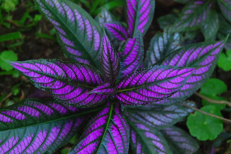 Persian Shield