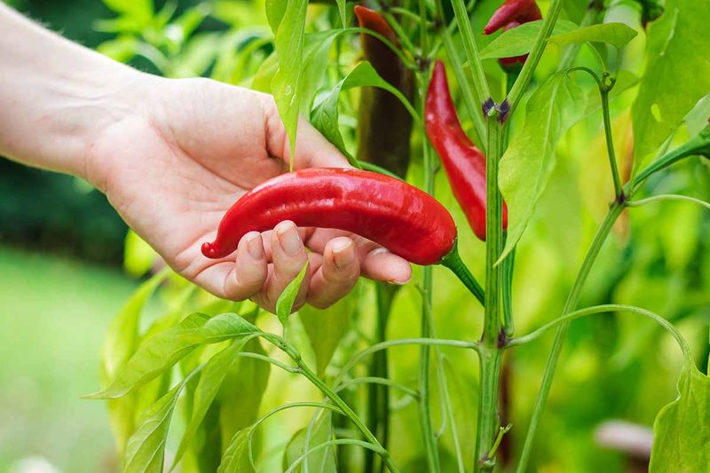 Hot chili peppers growing under full sun with minimal watering