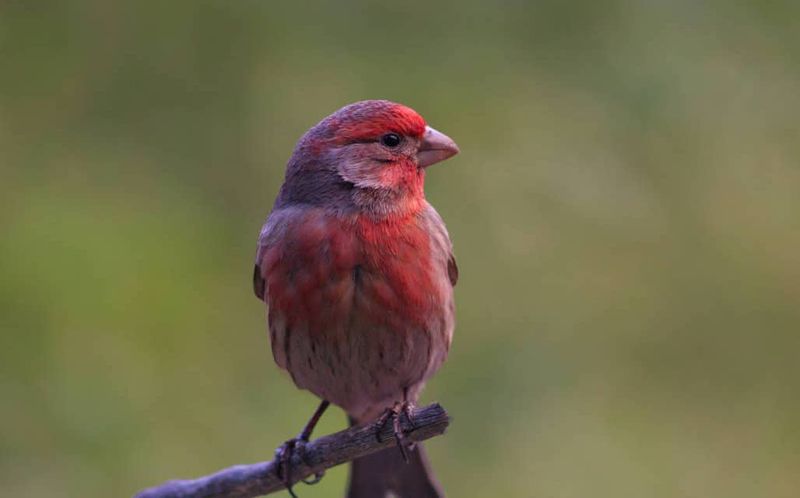Purple Finch (Haemorhous purpureus)