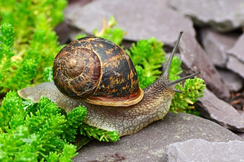 Garden Snail