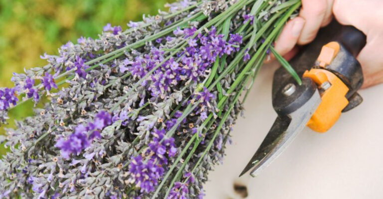 How To Prune Back Lavender In The Summer – Get Your Lavender To Bloom Again!
