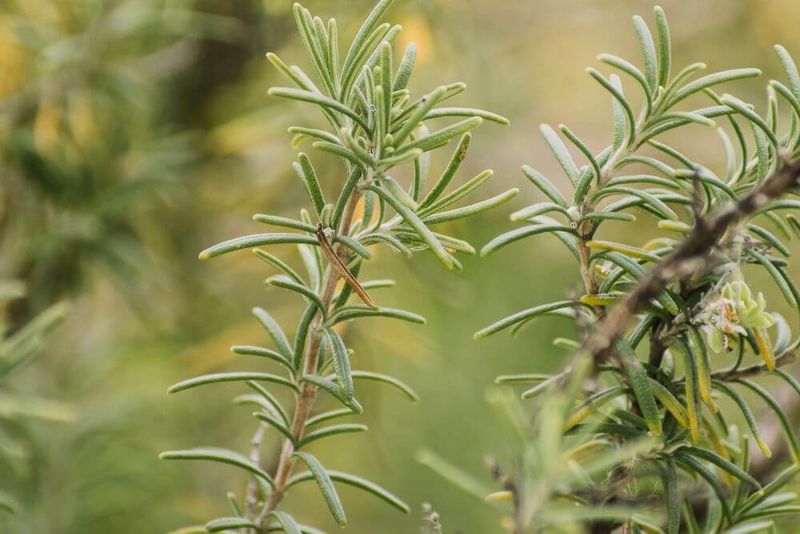 Understanding Rosemary's Growth Cycle