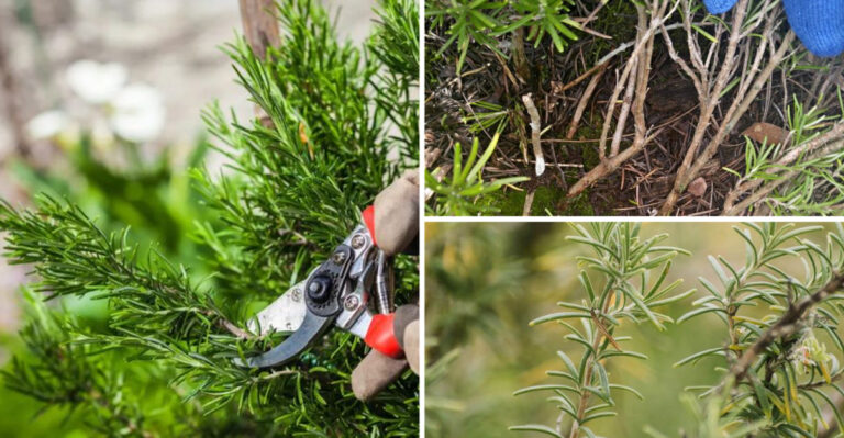 How To Prune Rosemary – 24 Tips For Fuller, Healthier Plants