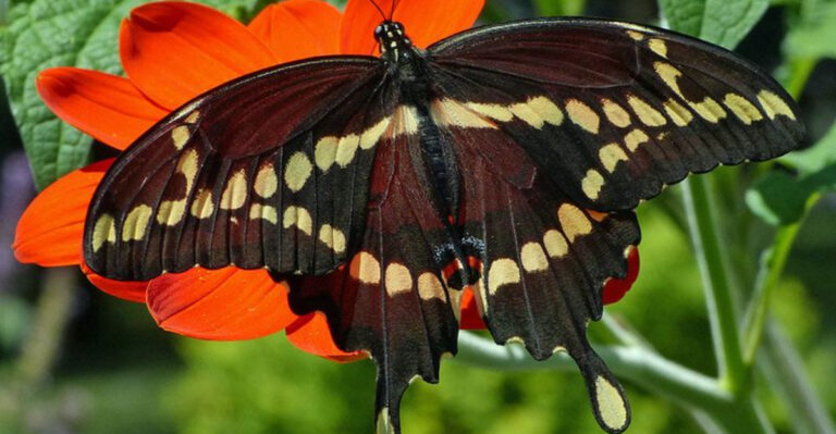 How to Identify and Attract a Giant Swallowtail Butterfly: 10 Key Tips