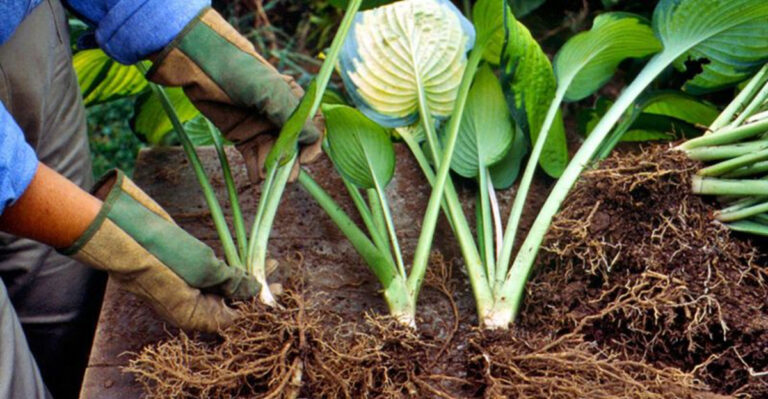 How to Propagate Plants Like a Pro: 10 Easy Methods