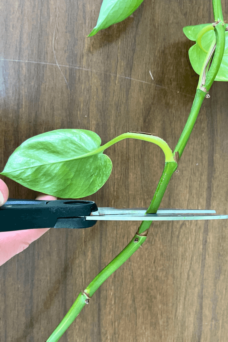 🌱 1. Stem Cuttings (Most Common Method)