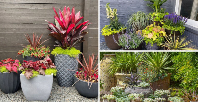 How to group pots – plus practical tips for fabulous container planting