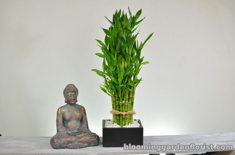 Lucky Bamboo (Dracaena sanderiana)