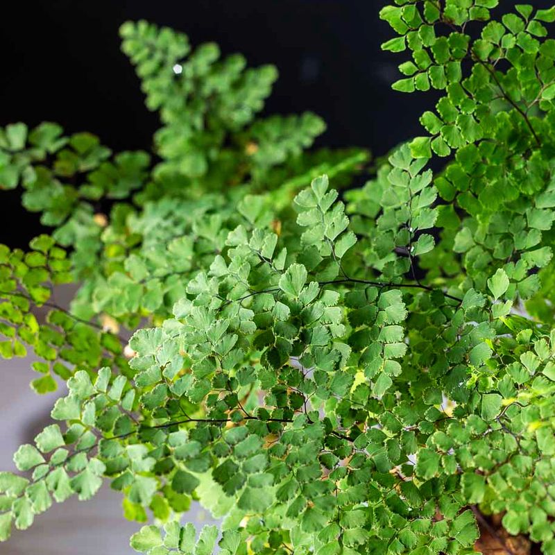 Maidenhair Fern (Adiantum spp.)