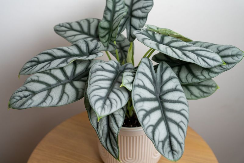 Alocasia Silver Dragon