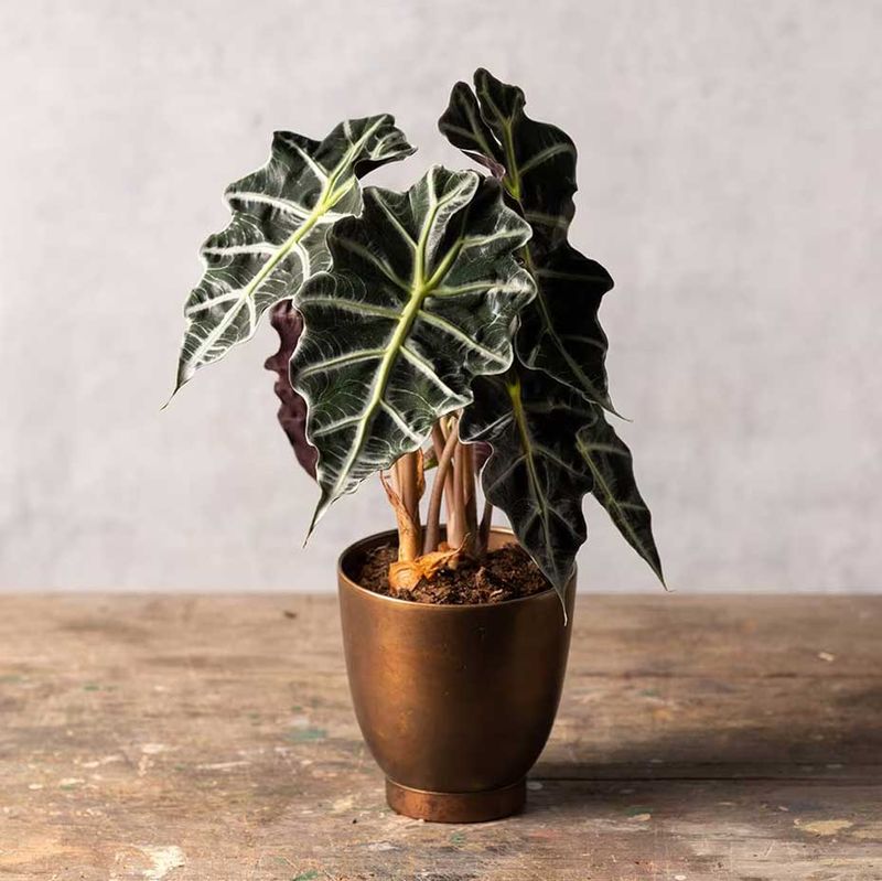 Alocasia ‘Polly’ (Alocasia amazonica)