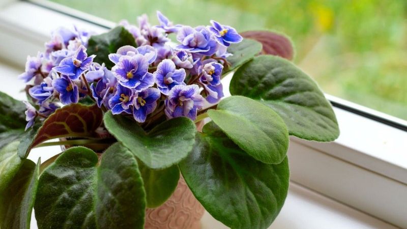 Stress-Induced Blooming