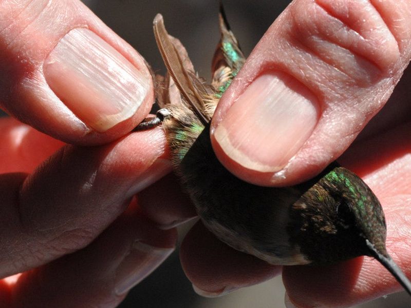 The Bands Are Smaller Than a Grain of Rice