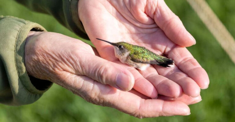 Hummingbird Banding: 9 Amazing Facts About How Scientists Track These Feathered Speedsters